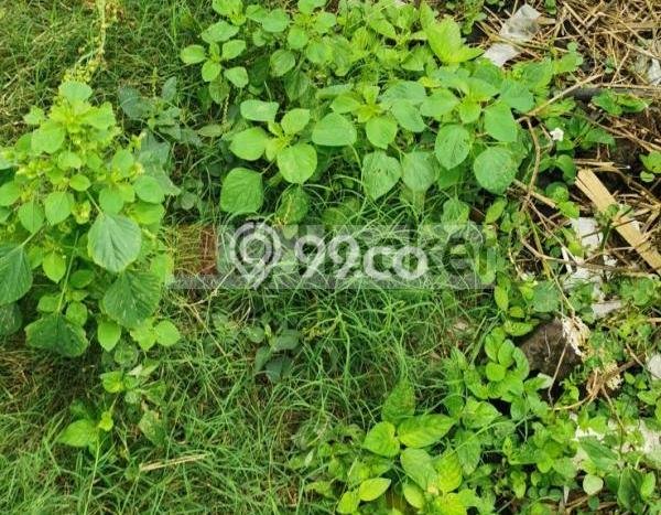 Tanah Kavling Dijual di Badung dengan Spesifikasi 1200m2 Tanah Kavling Dijual di Badung dengan Spesifikasi 1200m2