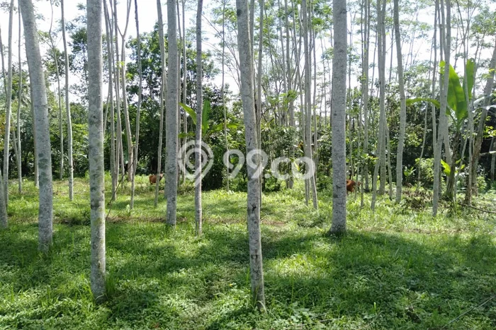 Tanah Premium Kawasan Sebatu, Luas 1538m², Ideal untuk Investasi Tanah Premium Kawasan Sebatu, Luas 1538m², Ideal untuk Investasi