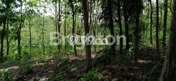 Kavling Tanah Dijual di Gunung Pati Semarang Spesifikasi 874m2 Kavling Tanah Dijual di Gunung Pati Semarang Spesifikasi 874m2