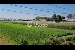 Tanah di Purwoasri, Kediri Luas 13216m2 Dijual Segera Tanah di Purwoasri, Kediri Luas 13216m2 Dijual Segera