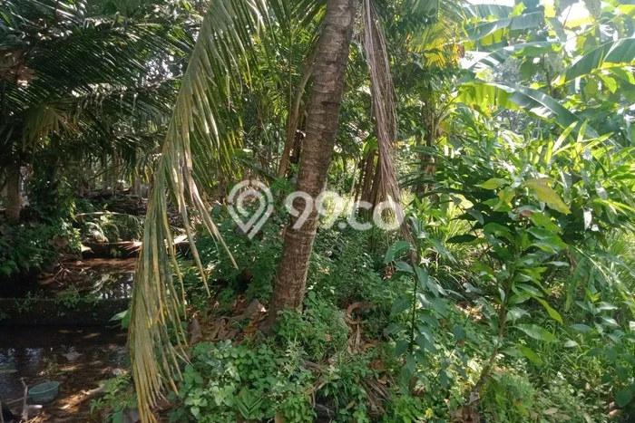 Lahan Investasi Lokasi Sleman Sleman SHM Lahan Investasi Lokasi Sleman Sleman SHM
