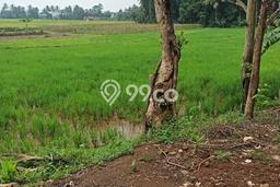 Tanah Dijual Lokasi Pandeglang, Pandeglang dengan Luas Tanah 11787m2 dan Status SHM Tanah Dijual Lokasi Pandeglang, Pandeglang dengan Luas Tanah 11787m2 dan Status SHM