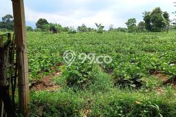 Tanah Strategis Dijual di Dramaga Bogor 15000m2 Tanah Strategis Dijual di Dramaga Bogor 15000m2