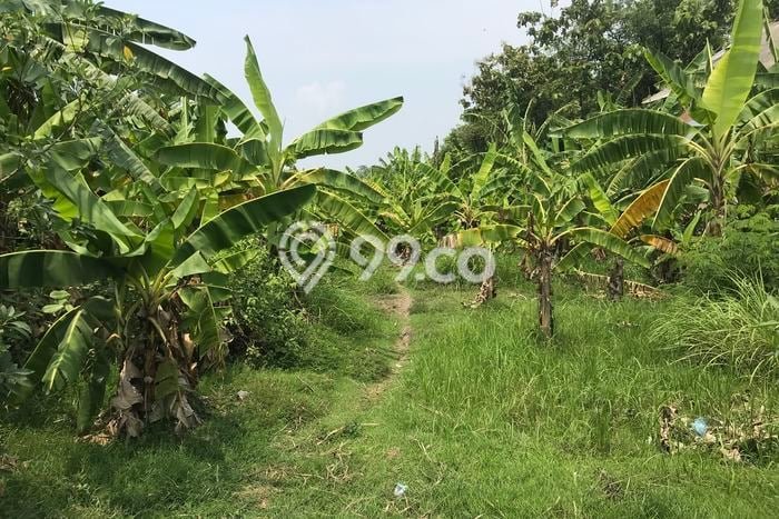 Lahan untuk Dijual di Perak Jombang Luas 9000m2 Lahan untuk Dijual di Perak Jombang Luas 9000m2