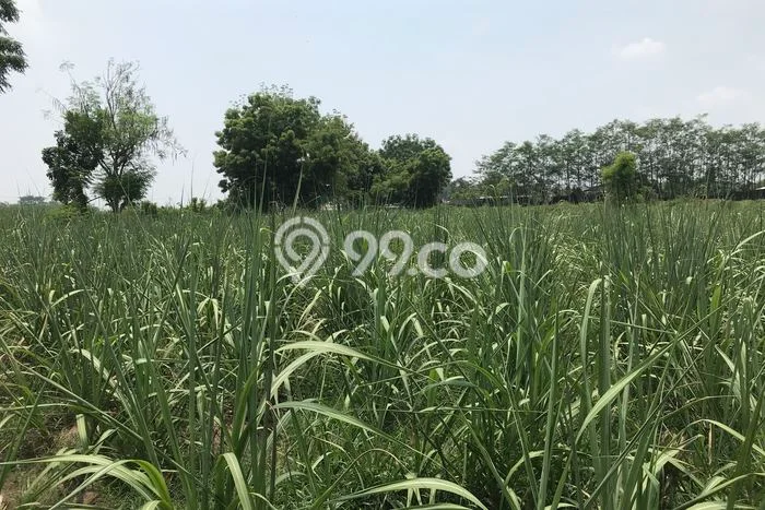 Kavling Tanah di Perak Dijual Luas 7000m2 Legalitas - Kavling Tanah di Perak Dijual Luas 7000m2 Legalitas -