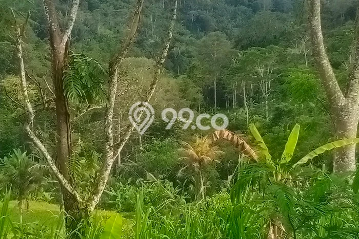 Dijual Tanah di Payangan Gianyar Luas 20200m2 SHM Dijual Tanah di Payangan Gianyar Luas 20200m2 SHM