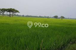 Tanah Dijual Lokasi Ciruas, Serang Luas 65000m2 Legalitas Aman Tanah Dijual Lokasi Ciruas, Serang Luas 65000m2 Legalitas Aman