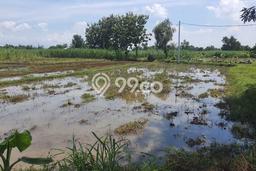 Jarang Ada! Tanah di Kertosono Punya Luas 20000m2 SHM Jarang Ada! Tanah di Kertosono Punya Luas 20000m2 SHM