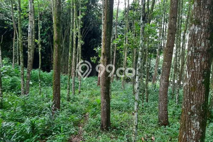 Lahan Kosong Dijual di Bogor dengan Area 4000m2 Lahan Kosong Dijual di Bogor dengan Area 4000m2