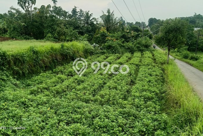 Tanah Kosong Dijual di Banyumas dengan Area 1778m2 Tanah Kosong Dijual di Banyumas dengan Area 1778m2