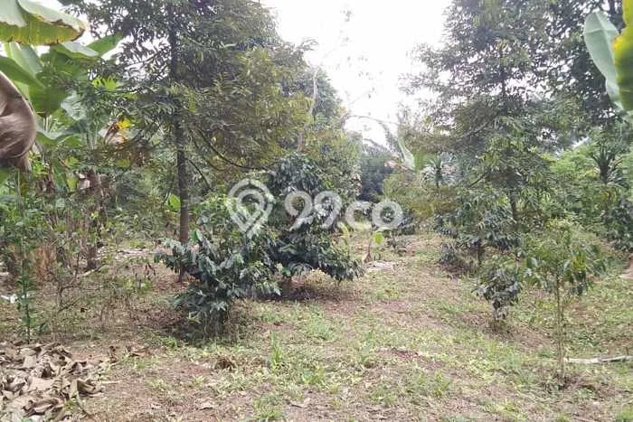 Tanah di Cigudeg, Bogor Luas 1000m2 Dijual Segera Tanah di Cigudeg, Bogor Luas 1000m2 Dijual Segera