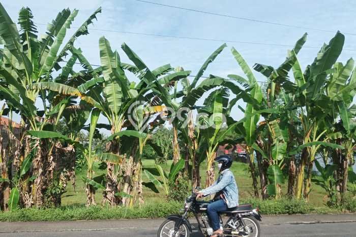 Lahan Kosong Dijual di Sokaraja, Banyumas, Luas 4382m2 Area Strategis Lahan Kosong Dijual di Sokaraja, Banyumas, Luas 4382m2 Area Strategis