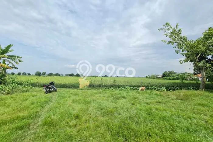 Lahan Investasi Lokasi Cipeundeuy Subang SHM Lahan Investasi Lokasi Cipeundeuy Subang SHM