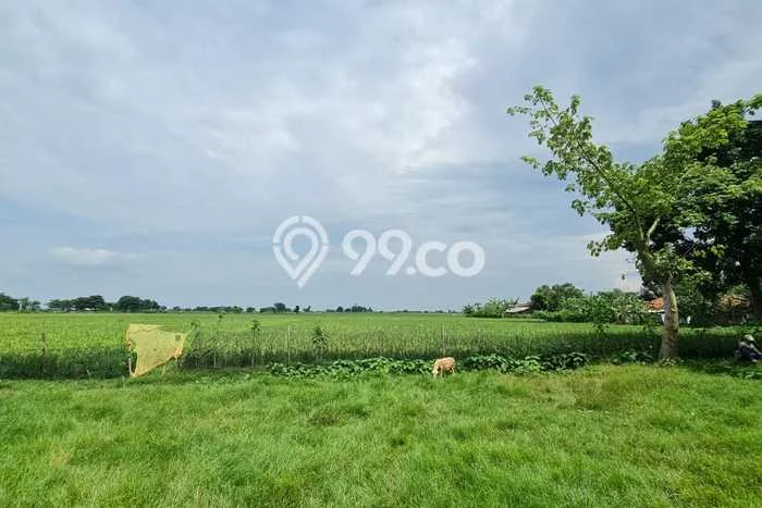 Lahan Investasi Lokasi Cipeundeuy Subang SHM Lahan Investasi Lokasi Cipeundeuy Subang SHM