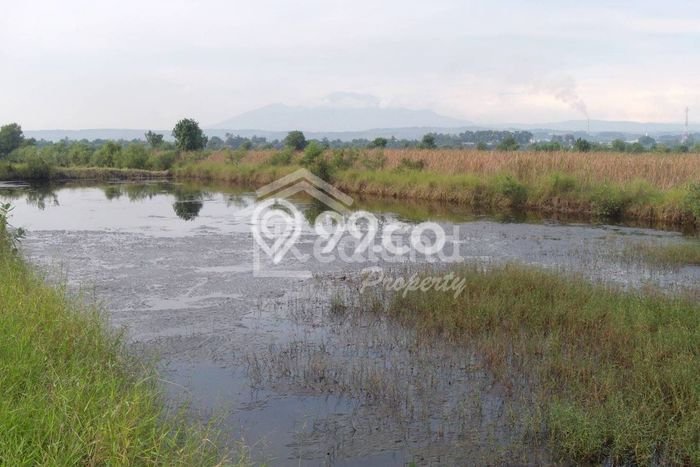 Untuk Dijual Tanah di Kaliwungu Semarang Luas 5000m2 SHM Untuk Dijual Tanah di Kaliwungu Semarang Luas 5000m2 SHM