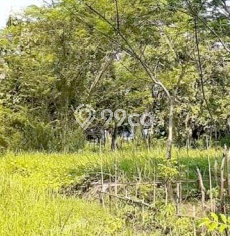 Tanah Kavling untuk Dijual di Pohjentrek Pasuruan 166m2 Tanah Kavling untuk Dijual di Pohjentrek Pasuruan 166m2