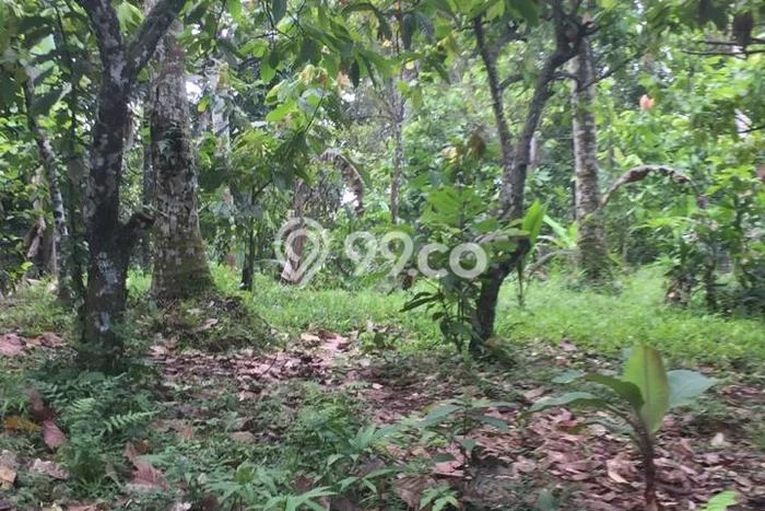 Tanah Investasi Dijual di Tabanan Punya Luas 3400m2 Tanah Investasi Dijual di Tabanan Punya Luas 3400m2