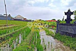 Dijual Tanah Lokasi canggu, Badung Seluas 1400m2 Dijual Tanah Lokasi canggu, Badung Seluas 1400m2