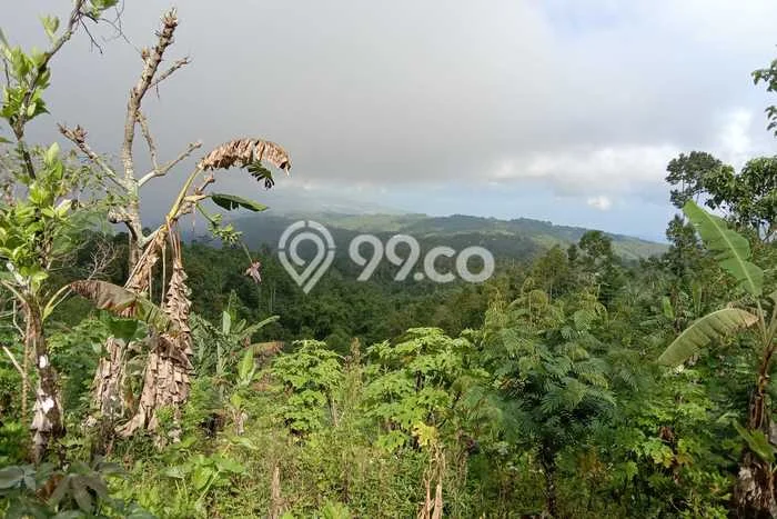 Lahan untuk Dijual Lokasi Sukasada, Buleleng Luas 5000m2 SHM Lahan untuk Dijual Lokasi Sukasada, Buleleng Luas 5000m2 SHM