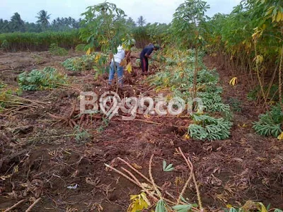 Lahan Dijual Lokasi Sindangbarang, Cianjur dengan Luas Tanah 11000m2 dan Status SHM Lahan Dijual Lokasi Sindangbarang, Cianjur dengan Luas Tanah 11000m2 dan Status SHM