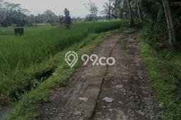 Tanah Dijual Lokasi Ubud, Gianyar dengan Luas Tanah 2500m2 dan Status SHM Tanah Dijual Lokasi Ubud, Gianyar dengan Luas Tanah 2500m2 dan Status SHM
