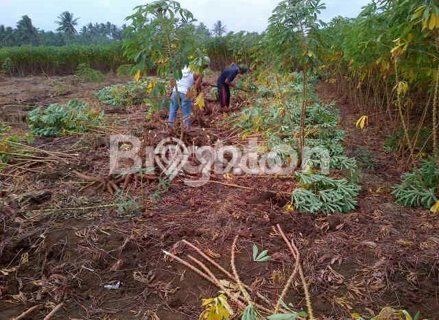 Dijual Tanah di Sindangbarang Cianjur Luas 11000m2 SHM Dijual Tanah di Sindangbarang Cianjur Luas 11000m2 SHM