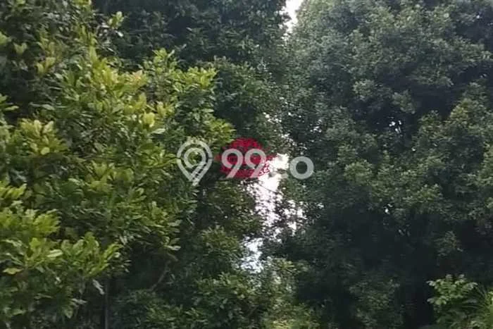 Tanah Dijual Lokasi Sukasada, Buleleng Luas 140000m2 Legalitas Aman Tanah Dijual Lokasi Sukasada, Buleleng Luas 140000m2 Legalitas Aman