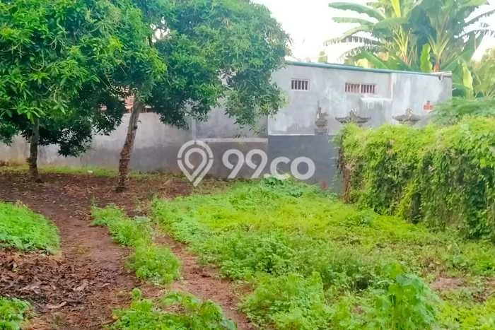 Tanah Dijual Lokasi Sawan Buleleng SHM Tanah Dijual Lokasi Sawan Buleleng SHM
