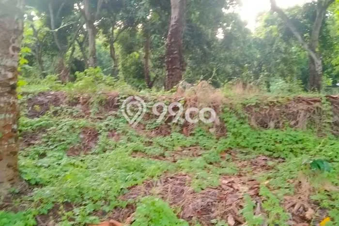 Tanah Dijual Lokasi Sawan Buleleng SHM Tanah Dijual Lokasi Sawan Buleleng SHM