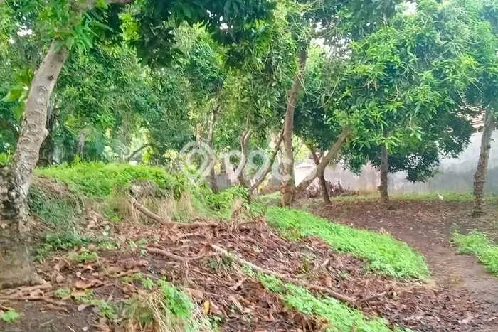 Tanah Dijual Lokasi Sawan Buleleng SHM Tanah Dijual Lokasi Sawan Buleleng SHM