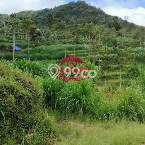 Untuk Dijual Tanah 160000m2 di Munduk, Buleleng Untuk Dijual Tanah 160000m2 di Munduk, Buleleng