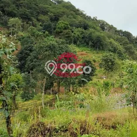 Untuk Dijual Tanah 160000m2 di Munduk, Buleleng Untuk Dijual Tanah 160000m2 di Munduk, Buleleng