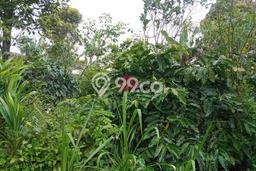 Dijual Tanah di Bangli, Luas 60000m2 SHM Dijual Tanah di Bangli, Luas 60000m2 SHM