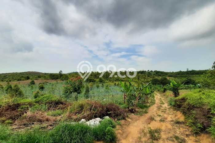 Tanah Lokasi Potensial Kawasan Galang, Luas 200000m², Akses ke Pusat Kota Tanah Lokasi Potensial Kawasan Galang, Luas 200000m², Akses ke Pusat Kota