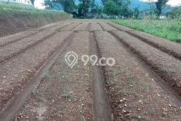 Tanah Dijual Lokasi Cianjur Cianjur SHM Tanah Dijual Lokasi Cianjur Cianjur SHM