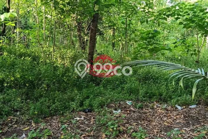 Tanah Dijual Area Strategis di Tembok Buleleng 15000m2 Tanah Dijual Area Strategis di Tembok Buleleng 15000m2
