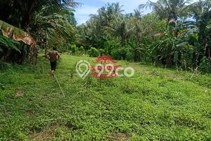 Tanah Dijual Lokasi Strategis di Buleleng dengan Luas 150000m2 Tanah Dijual Lokasi Strategis di Buleleng dengan Luas 150000m2