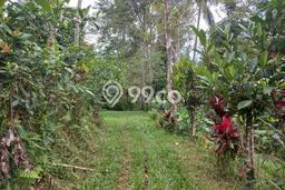 Dijual Tanah di Tabanan, Luas 23125m2 - Dijual Tanah di Tabanan, Luas 23125m2 -