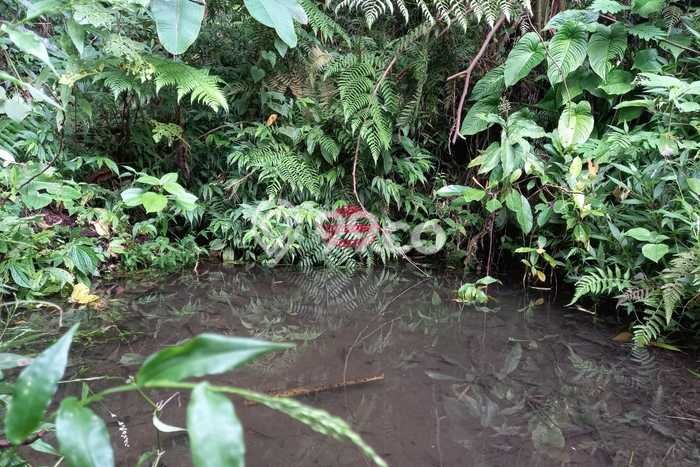 Dijual Tanah di Buleleng, Luas 65000m2 SHM Dijual Tanah di Buleleng, Luas 65000m2 SHM