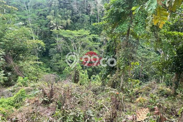 Kavling Tanah untuk Dijual di Pejeng, Gianyar, Luas 2600m2 Kavling Tanah untuk Dijual di Pejeng, Gianyar, Luas 2600m2
