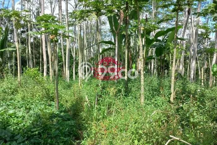 Tanah Kavling Dijual di Gianyar dengan Spesifikasi 15000m2 Tanah Kavling Dijual di Gianyar dengan Spesifikasi 15000m2
