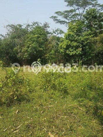 Untuk Dijual Tanah di Bogor Barat Bogor Luas 12000m2 SHM Untuk Dijual Tanah di Bogor Barat Bogor Luas 12000m2 SHM