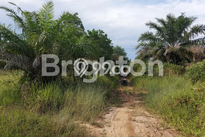 Kavling Tanah untuk Dijual di Sepinggan, Balikpapan, Luas 6470m2 Kavling Tanah untuk Dijual di Sepinggan, Balikpapan, Luas 6470m2