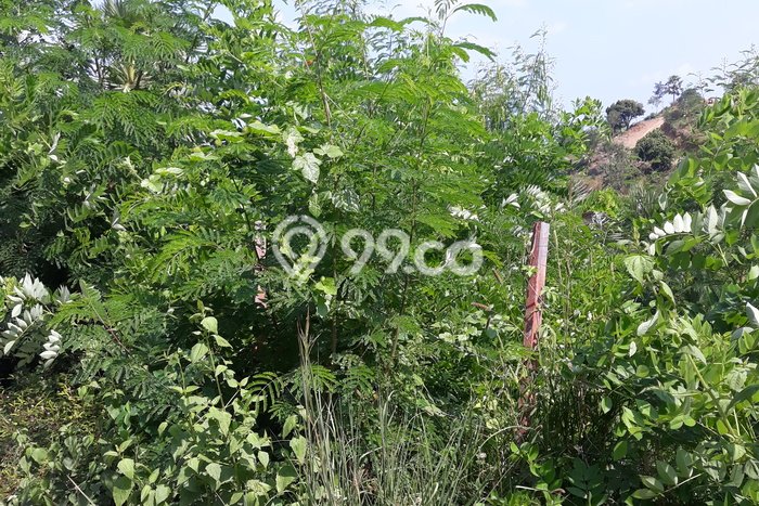 Dijual Tanah Lokasi Labuan Bajo, Manggarai Barat Seluas 505m2 Dijual Tanah Lokasi Labuan Bajo, Manggarai Barat Seluas 505m2