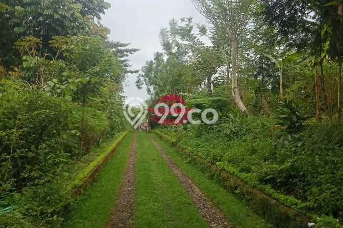Tanah untuk Dijual Lokasi Tegallalang, Gianyar Luas 20000m2 SHM Tanah untuk Dijual Lokasi Tegallalang, Gianyar Luas 20000m2 SHM
