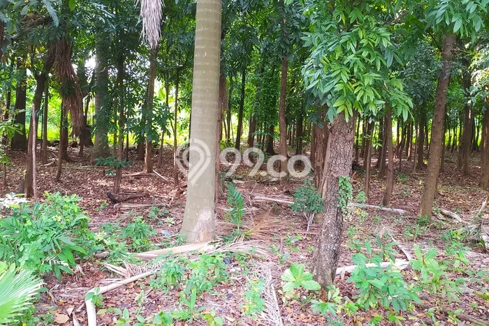Tanah Kavling Dijual di Pegangsaan, Jakarta Utara dengan Luas Tanah 8000m2 Tanah Kavling Dijual di Pegangsaan, Jakarta Utara dengan Luas Tanah 8000m2