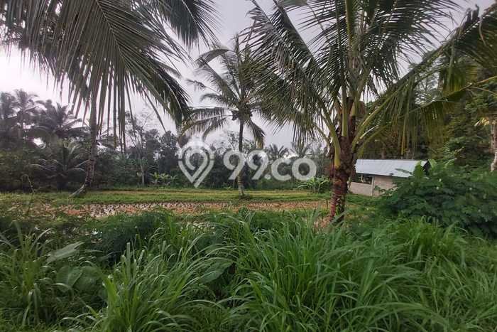 Tanah Dijual Lokasi Payangan Gianyar SHM Tanah Dijual Lokasi Payangan Gianyar SHM