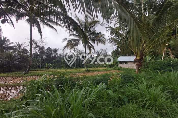 Tanah Dijual Lokasi Payangan Gianyar SHM Tanah Dijual Lokasi Payangan Gianyar SHM