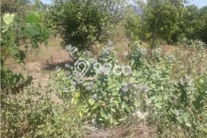 Tanah Kosong Dijual di Rembang dengan Area 2788m2 Tanah Kosong Dijual di Rembang dengan Area 2788m2