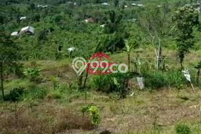 Tanah Dijual Lokasi Kintamani, Bangli dengan Luas Tanah 6000m2 dan Status SHM Tanah Dijual Lokasi Kintamani, Bangli dengan Luas Tanah 6000m2 dan Status SHM